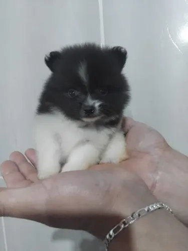 Lulu da pomerânia/ spitz anao ###