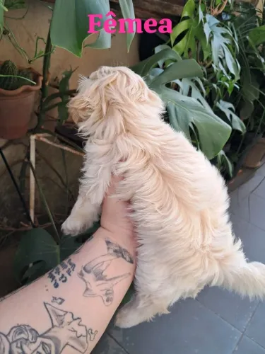Filhote shipoo