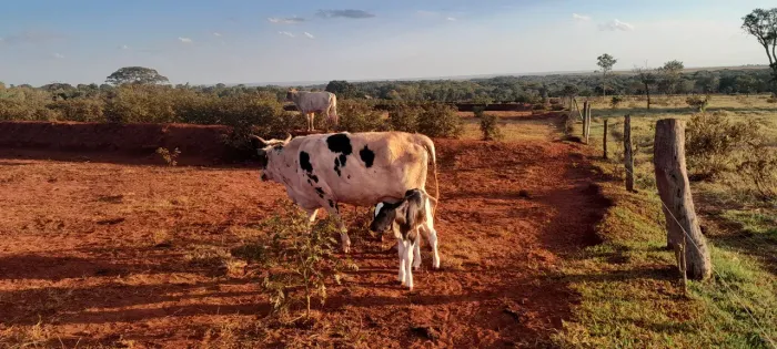 Vacas leiteiras paridas e amojando