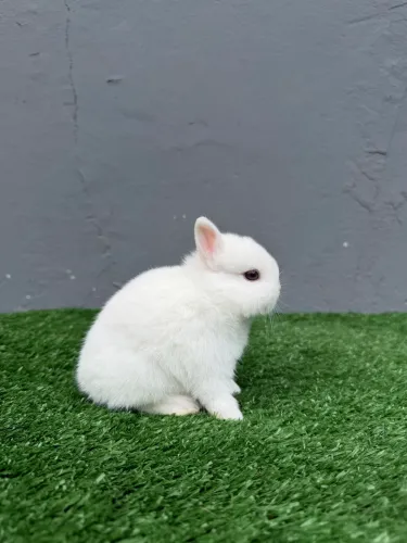 Coelho anão de netherland dwarf 