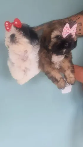 VENDO SHIH TZU FÊMEA.
