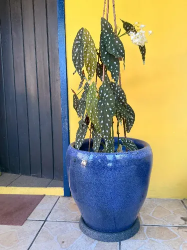 Begonia com vaso de chao grande em ceramica azul toscana