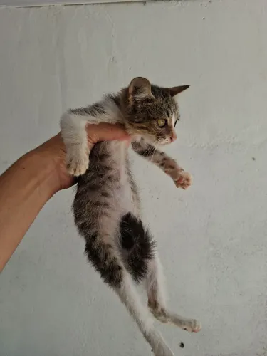 Gatos para adoção 