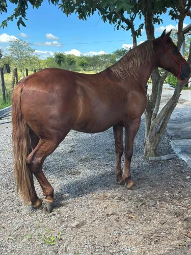 Cavalo Capado genuíno de picado 