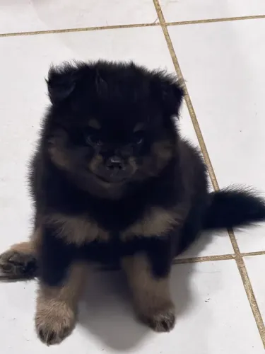 Spitz alemão 