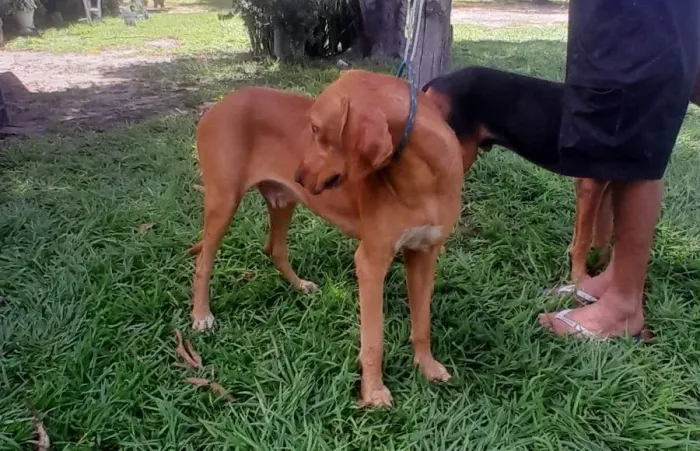 Cachorro Americano Foxhound