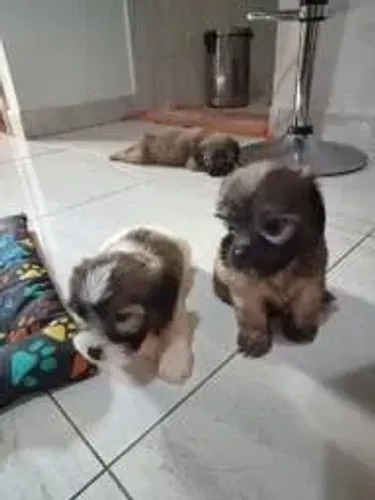 maltes x poodle corre que tá barato