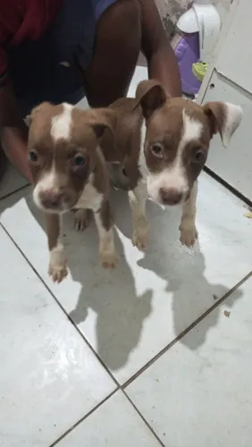 Cachorro no Pitbull para vender no preço tem foto da mãe e do pai