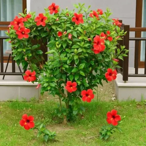 Hibisco