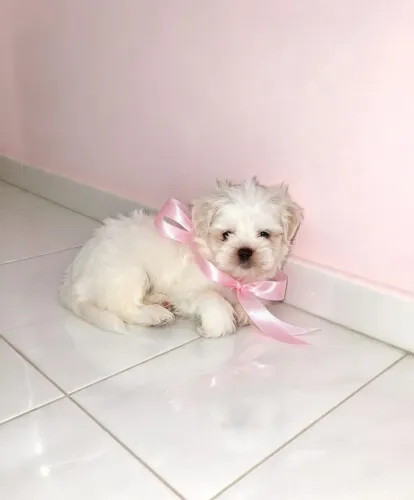 filhotas shitzu branco olhos claros