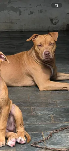 Doação de Pitibul fêmea 