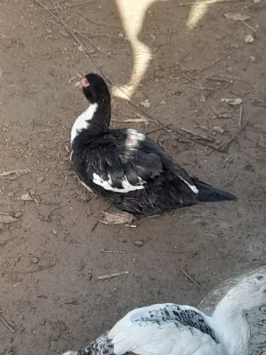 Vendo patos machos e fêmeas.