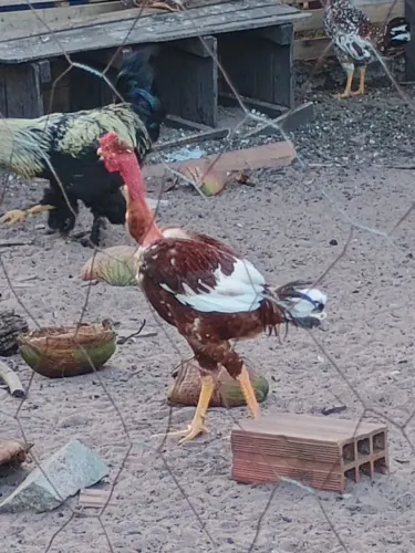 Frangos