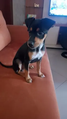 Cachorro pinscher n°2