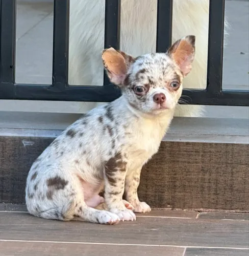 Chihuahua