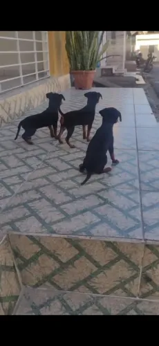Pinscher