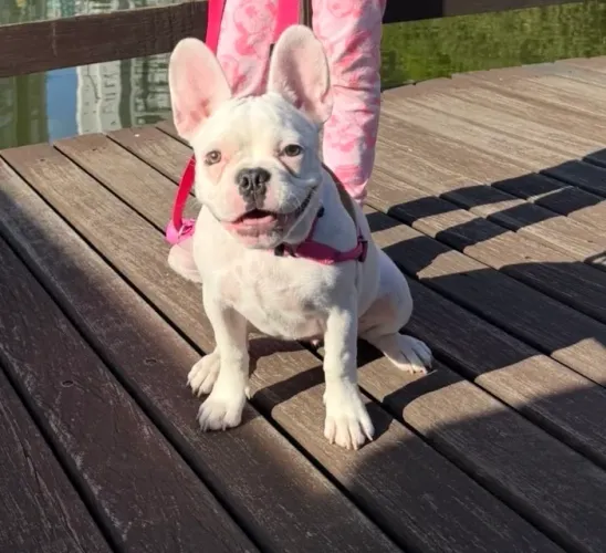 Bulldog francês fêmea 