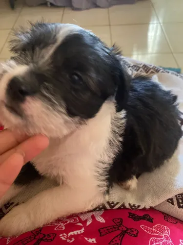 Vende-se cachorrinha fêmea