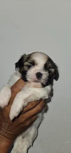 Vende filhotes de shih tzu macho de raça pura 