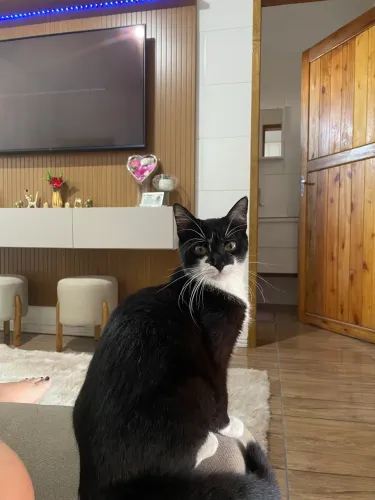 Doação de casal de gatos