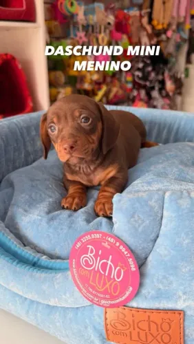 DASCHUND MINI MACHO E FÊMEA