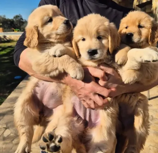 Cachorro Golden Retriever- Macho e/ou fêmea disponível - vacinado, com garantia total
