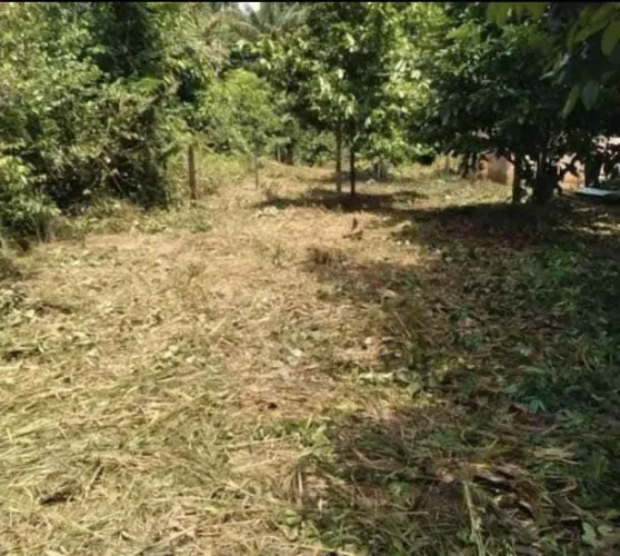 Terreno medindo 10×60 no ramal Laranjal, estrada de Manacapuru. Contato na descrição!