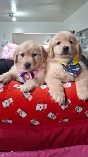 Golden retriever com pedigree. Melhor genética