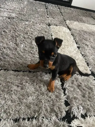 PINCHER FÊMEA ZERO ACEITO OFERTA 