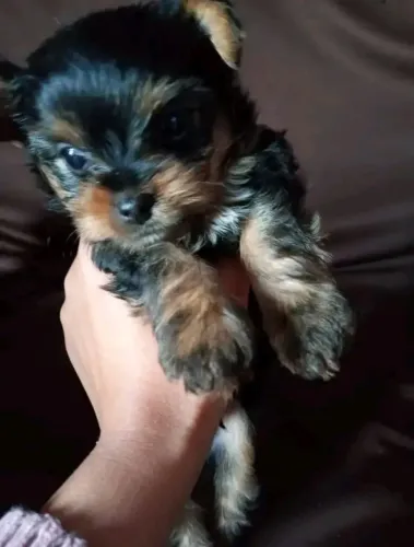 Yorkshire Mini Face
