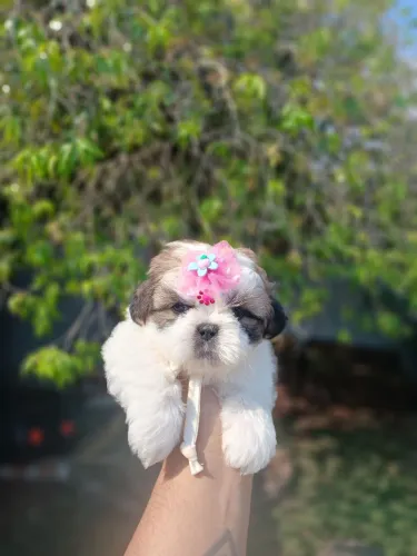 Filhote de shihtzu fêmea tricolor