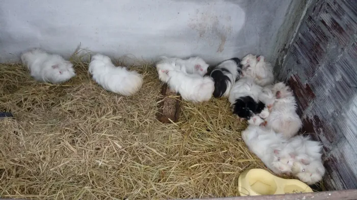 Porquinhos da india peruano