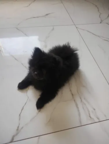 Lulu da Pomerânia