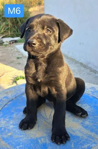 Doação Filhotes Border Collie e Labrador