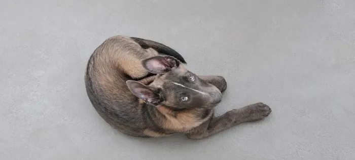 Filhotes de Malinois