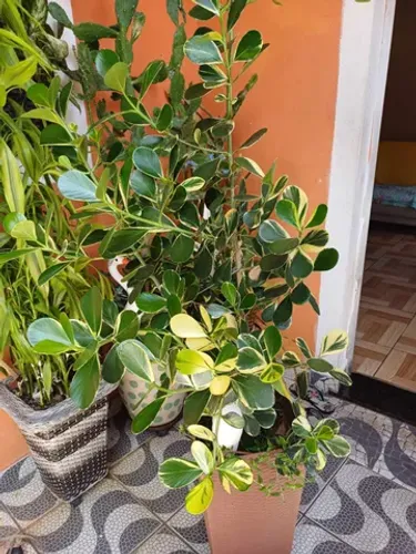 Flor de jade amarela e verde