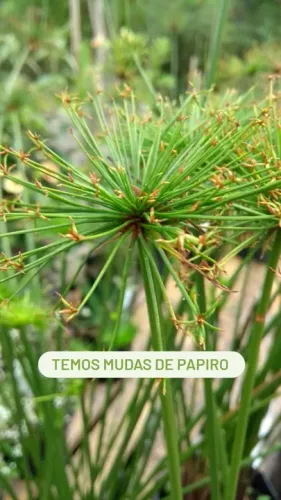 MUDAS DE PAPIRO 
