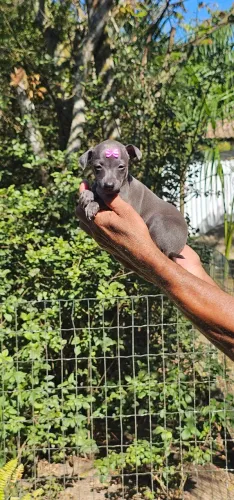 Galgo Italiano Princesinha do RJ