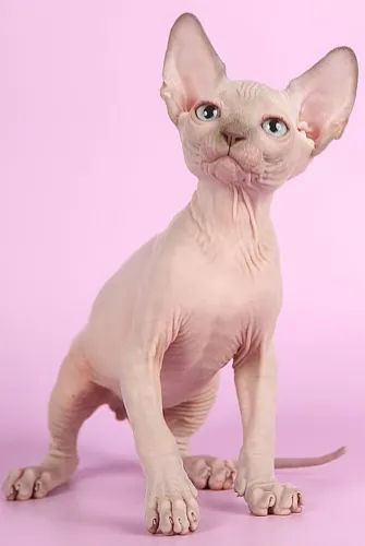 Gatinhos Sphynx à Venda! ?