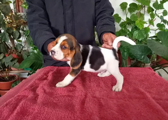 Beagle fêmea tricolor filhote com 52 dias vacinado e com pedigree- Alberto