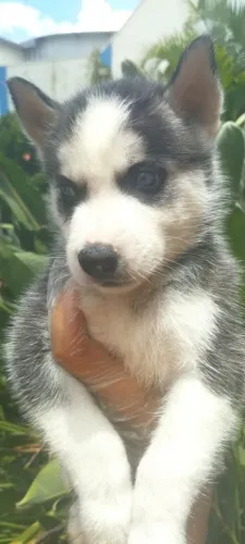 Husky - fiel, brincalhão e com personalidade forte!<br>