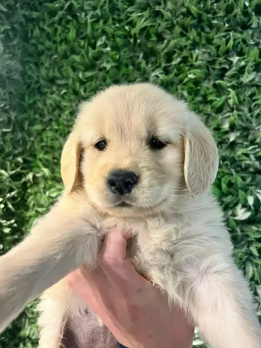 GOLDEN RETRIEVER UM AMOR DE PET - PET