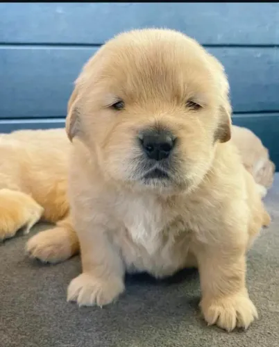 Filhotes de Golden Retriever | Filhote premium disponível!