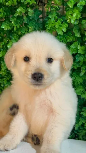 golden retriever filhotes