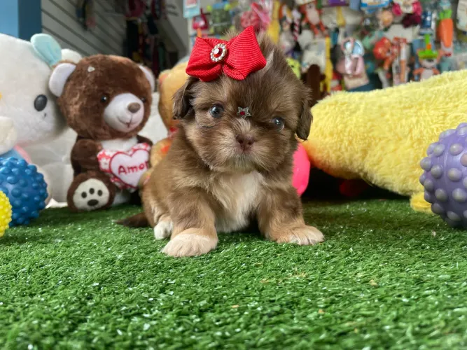 Linda fêmea de shih tzu com Procedência $2.400,00