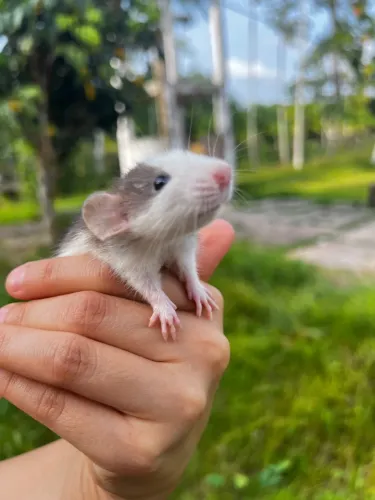 Ratos Twister/ Mercol