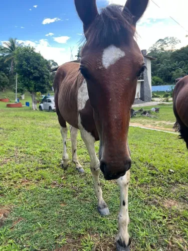 Cavalos no Rio de Janeiro e região, RJ