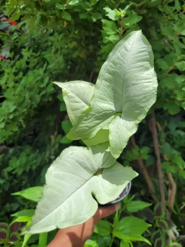 Planta Folhagens, Singônio Branco raro, ambiente interno e externo