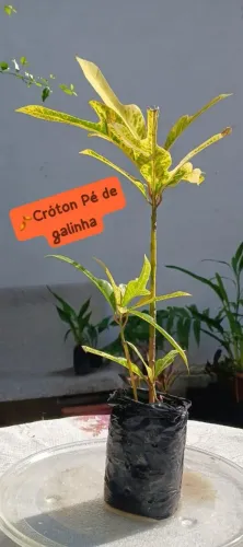 Muda de Cróton Pé de Galinha