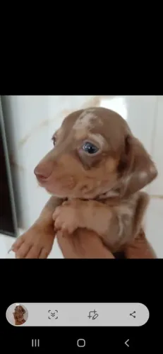 Daschund Teckel salsichinha pelo curto e longo 
